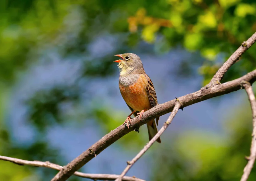 My Home Mamurdi Bird Image