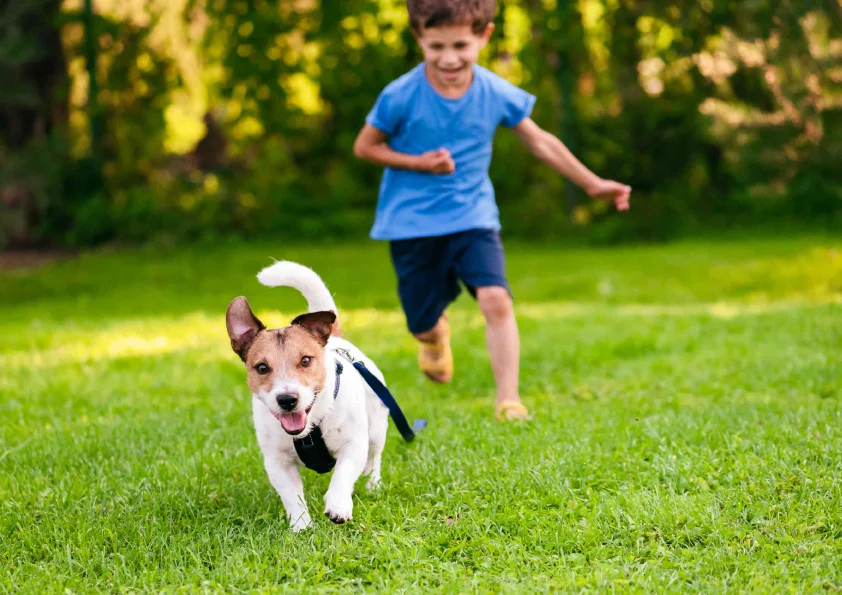 My Home Mamurdi Pet Park Image